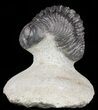 Pedinopariops Trilobite - Mrakib, Morocco #58443-1
